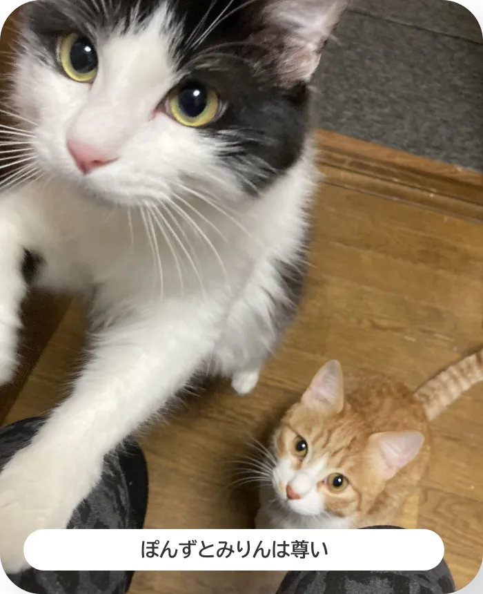 足元にすり寄る2匹の猫の写真。ぽんずとみりんは尊い