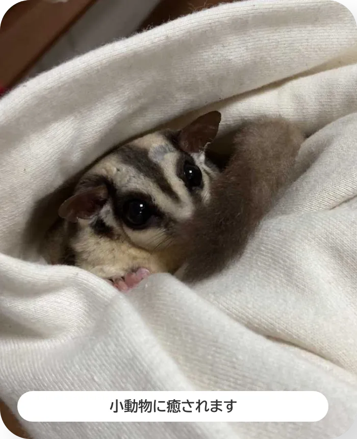 パーカーのフードに入り込んだフクロモモンガの写真。小動物に癒されます