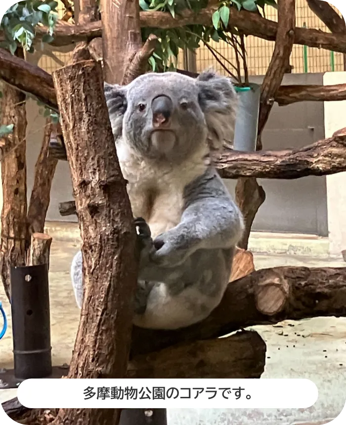 多摩動物公園のコアラです。
