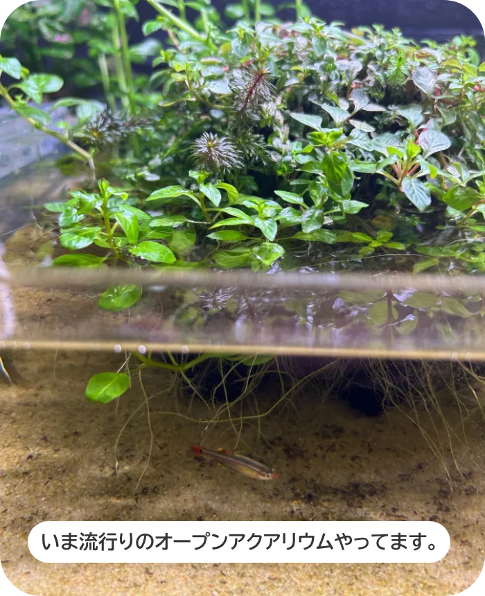いま流行りのオープンアクアリウムやってます。